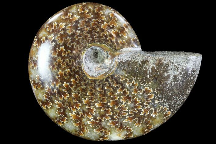 Polished, Agatized Ammonite (Cleoniceras) - Madagascar #88100